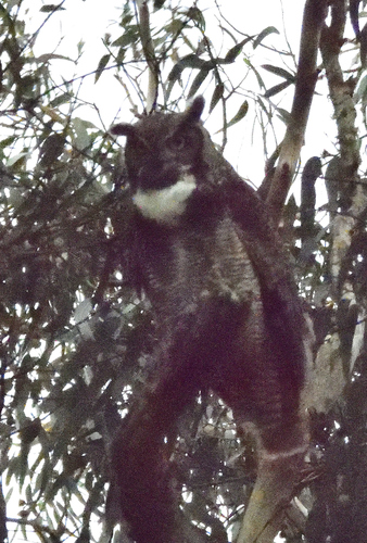 View observation of {o.common_name} on iNaturalist