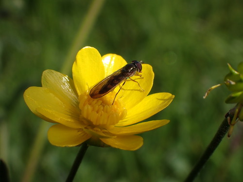 Unknown species found near Novato, CA, USA