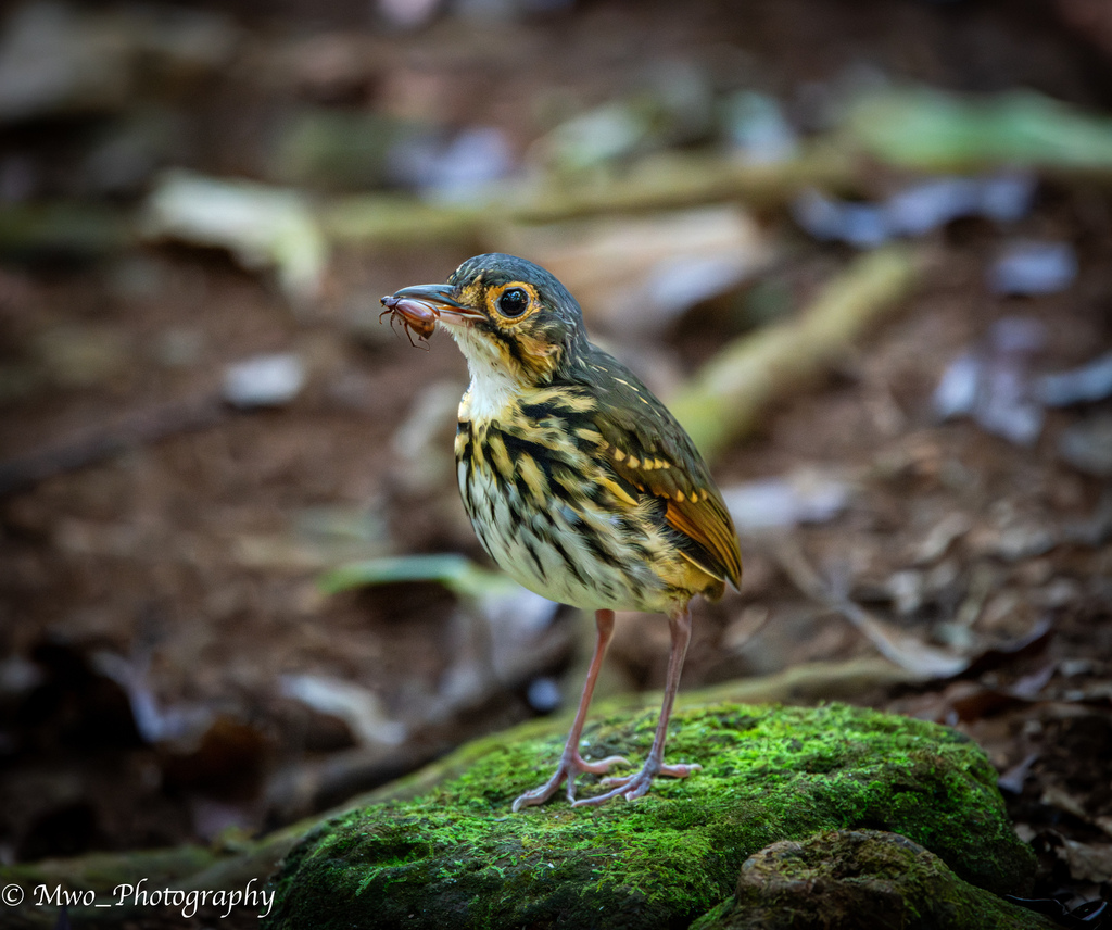 Streak-chested Antpitta photo