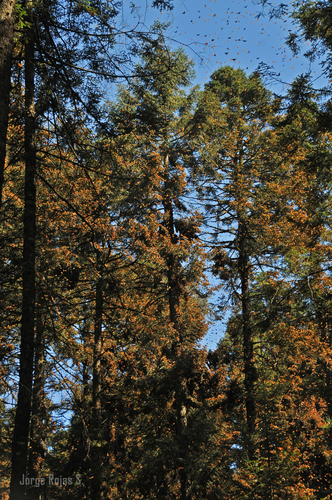 sacred fir