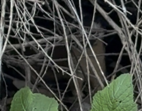 Long-tailed Weasel observed by krechmer