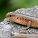 Toothy Skinks - Photo (c) WK Cheng, all rights reserved, uploaded by WK Cheng