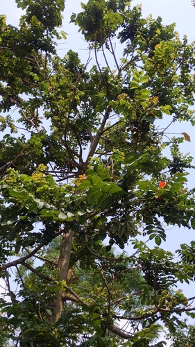 African tulip tree