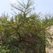 Acacia hockii