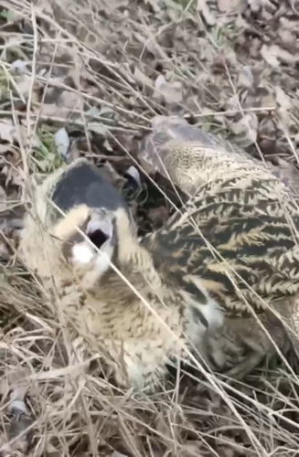 Eurasian Bittern