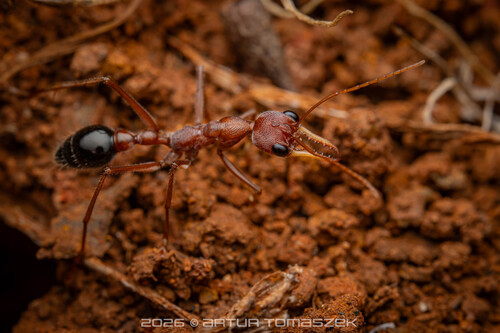 娇美牛蚁Myrmecia gratiosa