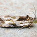 Olethreutes exaeresimum - Photo (c) Michael King, all rights reserved, uploaded by Michael King
