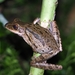 Common Southeast Asian Tree Frog - Photo (c) Lennart van Vliet, all rights reserved, uploaded by Lennart van Vliet