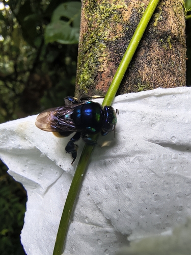Eufriesea chrysopyga