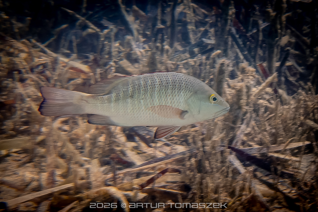 Mangrove Jack