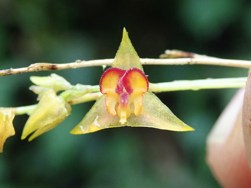 Tachirensis Orchid
