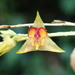 Lepanthes tachirensis - Photo (c) Rudy Gelis, all rights reserved, uploaded by Rudy Gelis