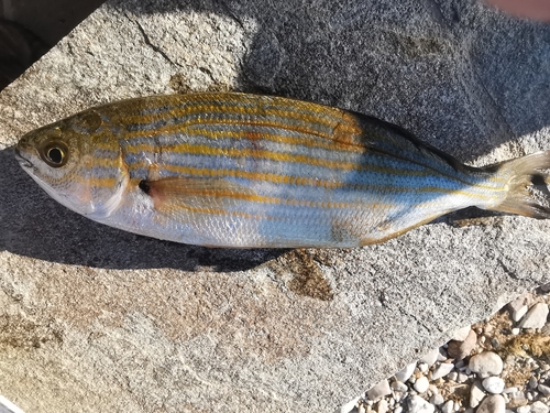 Sarpa salpa