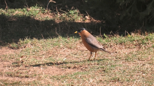 Brahminy Starling