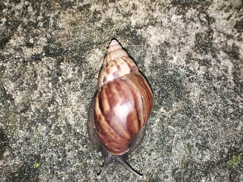 Lissachatina fulica