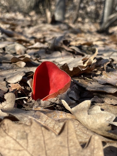 Elf Cups