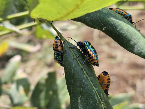 Calidea bohemani