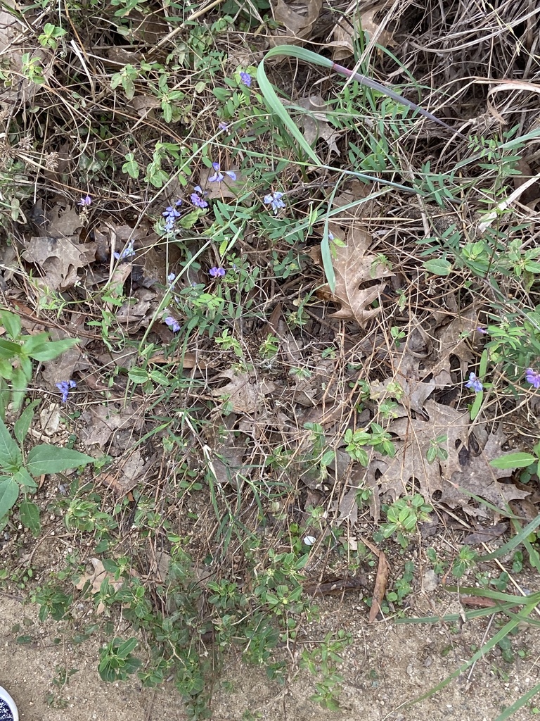 flowering plants from Houston Arboretum & Nature Center, Houston, TX, US on February 19, 2020 at