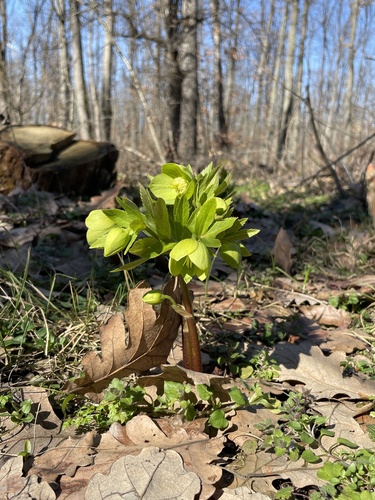 Sweet-scented Hellebore