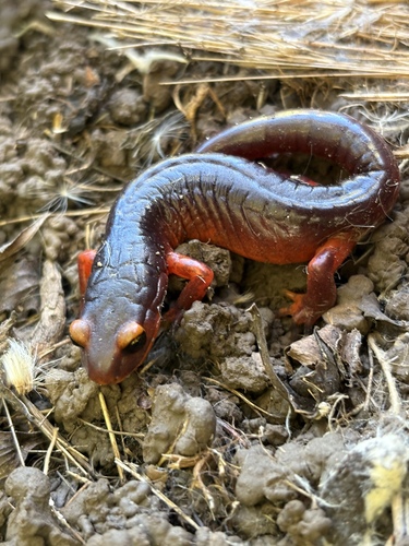 iNaturalist observation photo of Yellow-eyed Ensatina