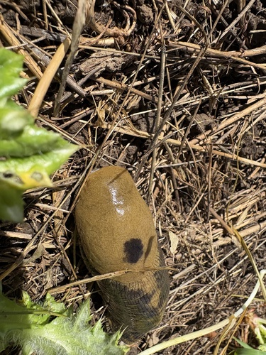 iNaturalist observation photo of Button's Banana Slug