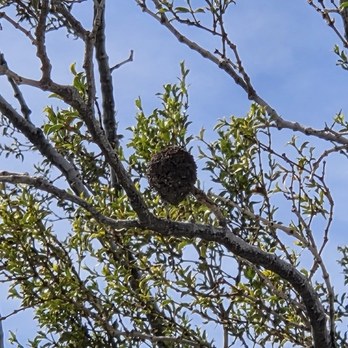 Unknown species found near Whitewater, CA 92282, USA
