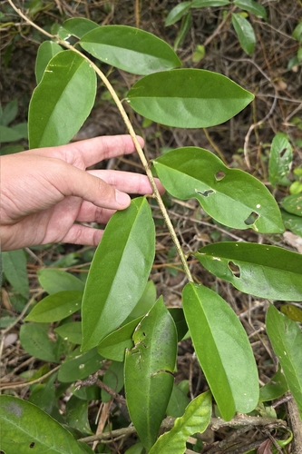 Erycibe obtusifolia
