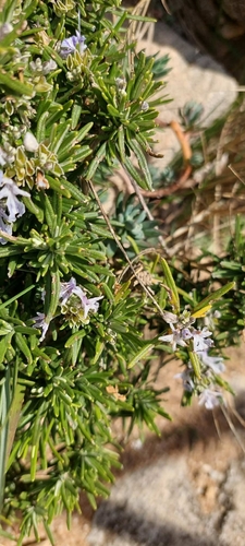 Avistamiento Salvia rosmarinus