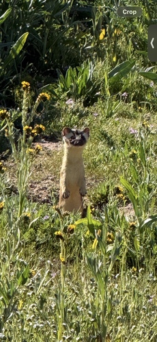 Long-tailed Weasel observed by warren_schulz