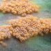 Uromyces erythronii - Photo (c) jose_castro, todos os direitos reservados, uploaded by jose_castro