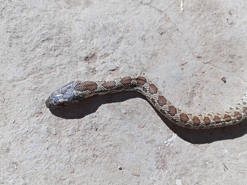 Horseshoe Whip Snake