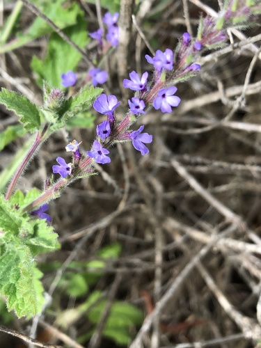 iNaturalist observation photo of western vervain