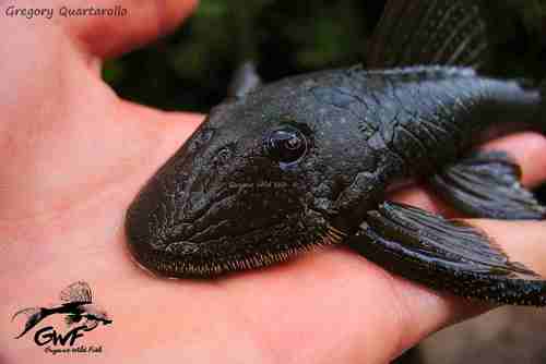 Wild Pleco in Florida