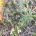White Heath Aster - Photo (c) Aimee Pelletier, all rights reserved