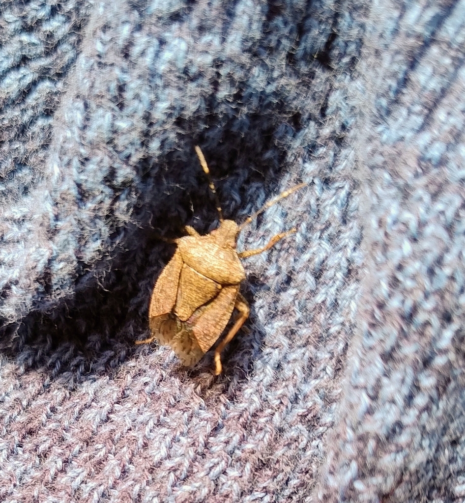 Brown Marmorated Stink Bug from Le Bois, 17120 Floirac, Frankreich on ...