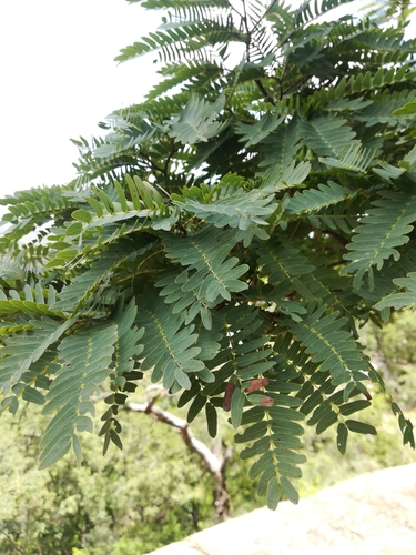 Brachystegia glaucescens