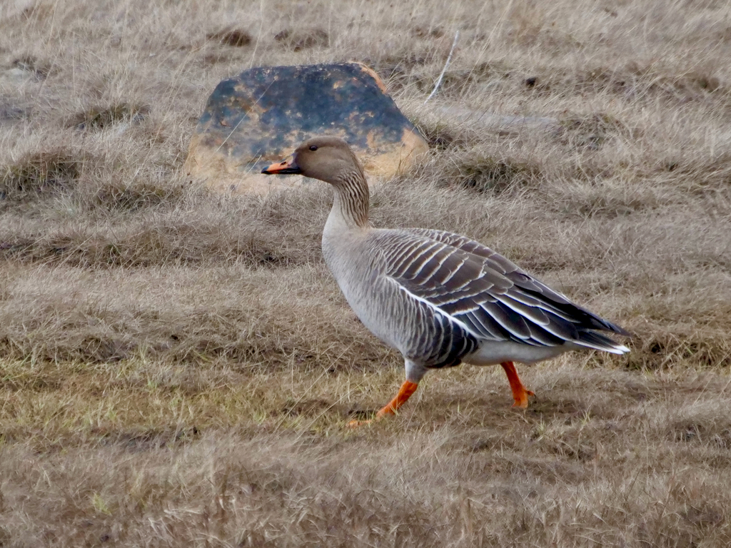 Taiga Bean-Goose