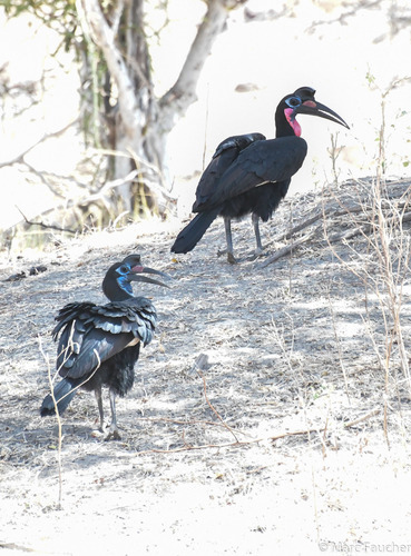 Abyssinian Ground-Hornbill