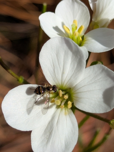 Unknown species found near Monterey, CA, USA