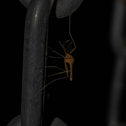 Unknown species found near Meadow Creek Dr, Austin, TX, USA