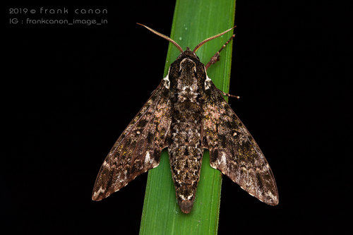 Dolbina krikkeni