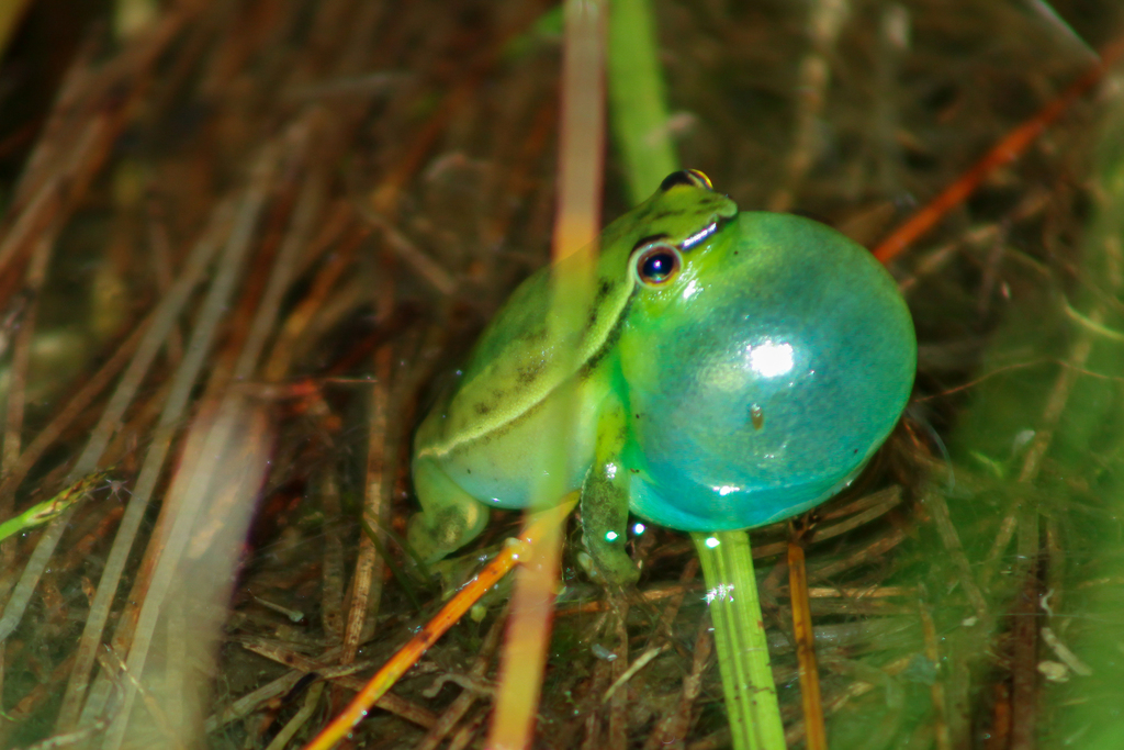 South American Hatchet-faced Tree Frog (Sphaenorhynchus