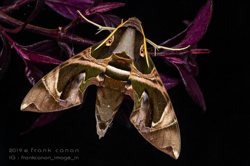 Daphnis hypothous Cramer, 1780