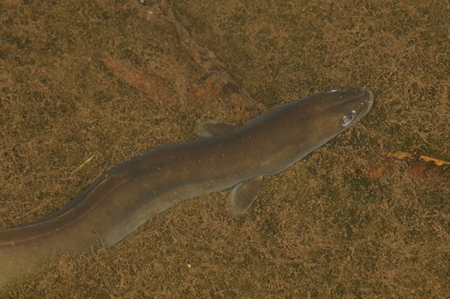 African Longfin Eel