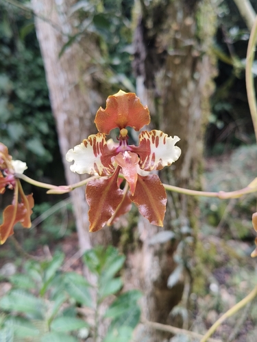 Cyrtochilum halteratum