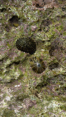 Cellana sandwicensis