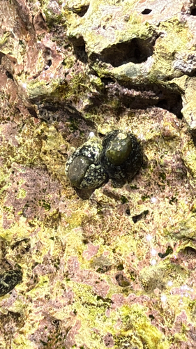 Smaragdinella calyculata