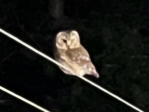 Northern Saw-whet Owl observed by motorcyclepeanut