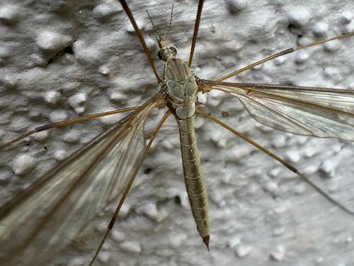 Unknown species found near S Carmelina Ave, Los Angeles, CA, US