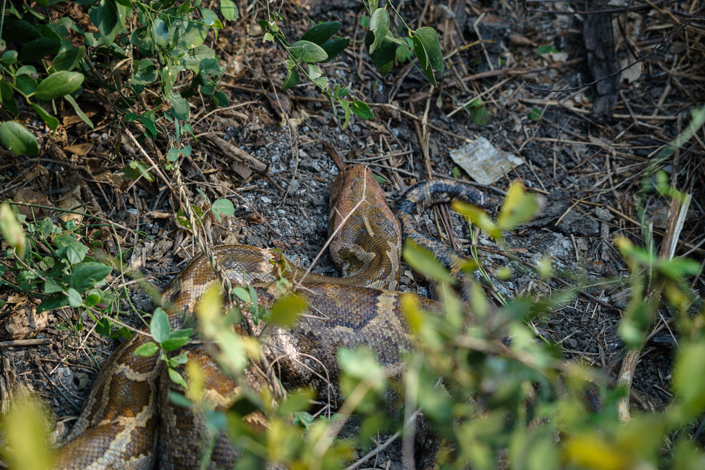 Indian Python's Fighting Indian Python in December 2025 by Alex Wu · iNaturalist